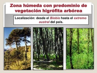 Zona húmeda con predominio de
vegetación higrófita arbórea
Localización: desde el Biobío hasta el extremo
austral del país.
 