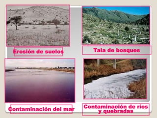 Erosión de suelos Tala de bosques
Contaminación del mar Contaminación de ríos
y quebradas
 