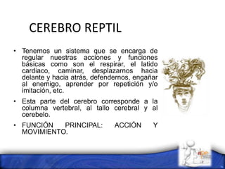 CEREBRO REPTIL
• Tenemos un sistema que se encarga de
regular nuestras acciones y funciones
básicas como son el respirar, el latido
cardiaco, caminar, desplazarnos hacia
delante y hacia atrás, defendernos, engañar
al enemigo, aprender por repetición y/o
imitación, etc.
• Esta parte del cerebro corresponde a la
columna vertebral, al tallo cerebral y al
cerebelo.
• FUNCIÓN PRINCIPAL: ACCIÓN Y
MOVIMIENTO.
 
