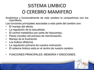 SISTEMA LIMBICO
O CEREBRO MAMIFERO
Anatómica y funcionalmente de este cerebro lo compartimos con los
mamíferos.
Las funciones principales asociadas a esta parte del cerebro son:
• El manejo del afecto,
• La regulación de la sexualidad,
• El control metabólico por parte de hipocampo,
• Pasos iniciales del proceso de memorización,
• Manejo de la frustración
• Los bulbos olfatorios
• La regulación primaria de nuestra motivación.
• El sistema límbico está en el centro de nuestro cerebro.
• FUNCIONES PRINCIPALES: MEMORIA Y EMOCIONES.
 