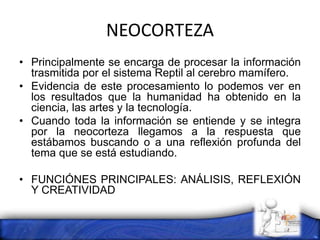 NEOCORTEZA
• Principalmente se encarga de procesar la información
trasmitida por el sistema Reptil al cerebro mamífero.
• Evidencia de este procesamiento lo podemos ver en
los resultados que la humanidad ha obtenido en la
ciencia, las artes y la tecnología.
• Cuando toda la información se entiende y se integra
por la neocorteza llegamos a la respuesta que
estábamos buscando o a una reflexión profunda del
tema que se está estudiando.
• FUNCIÓNES PRINCIPALES: ANÁLISIS, REFLEXIÓN
Y CREATIVIDAD
 
