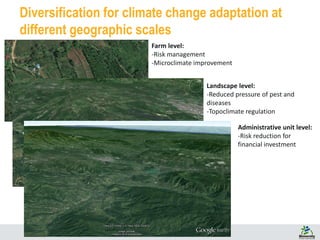 Diversification for climate change adaptation at
different geographic scales
Farm level:
-Risk management
-Microclimate improvement
Landscape level:
-Reduced pressure of pest and
diseases
-Topoclimate regulation
Administrative unit level:
-Risk reduction for
financial investment
 