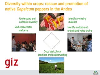 Diversity within crops: rescue and promotion of
native Capsicum peppers in the Andes
Understand and
conserve diversity
Identify promising
material
Identify markets and
understand value chains
Multi-stakeholder
platforms
Good agricultural
practices and postharvesting
 