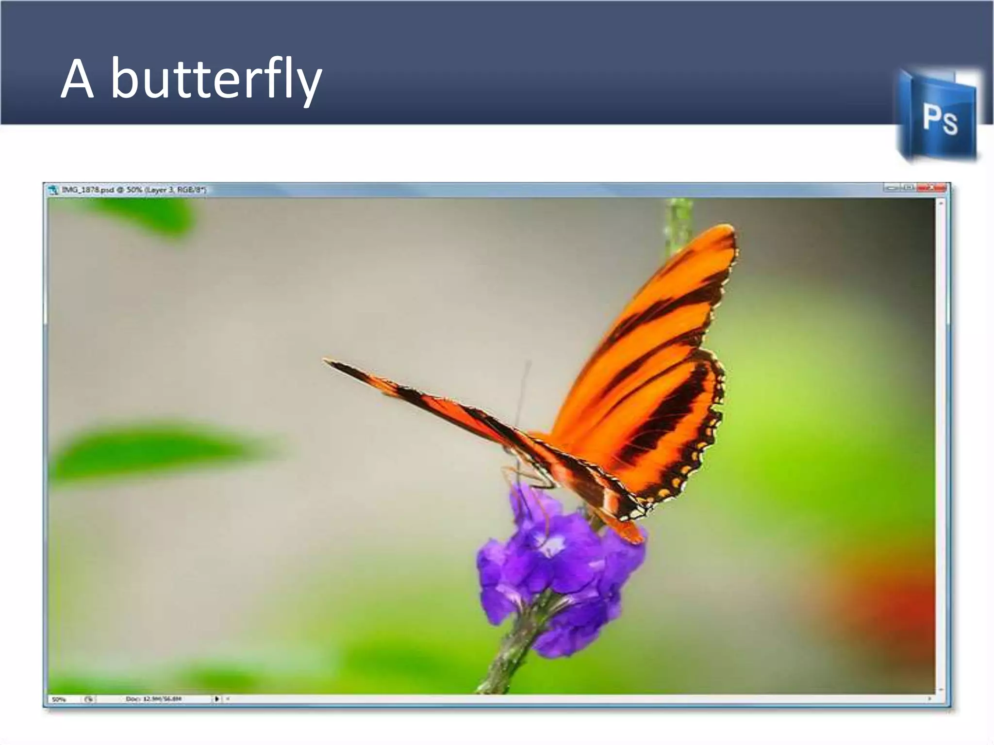 A butterfly
 