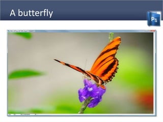 A butterfly
 