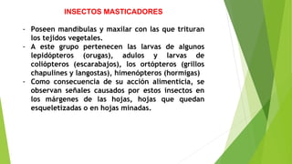 INSECTOS MASTICADORES
- Poseen mandíbulas y maxilar con las que trituran
los tejidos vegetales.
- A este grupo pertenecen las larvas de algunos
lepidópteros (orugas), adulos y larvas de
coliópteros (escarabajos), los ortópteros (grillos
chapulines y langostas), himenópteros (hormigas)
- Como consecuencia de su acción alimenticia, se
observan señales causados por estos insectos en
los márgenes de las hojas, hojas que quedan
esqueletizadas o en hojas minadas.
 