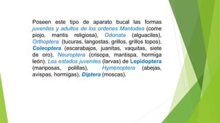 Poseen este tipo de aparato bucal las formas
juveniles y adultos de los ordenes Mantodea (come
piojo, mantis religiosa), Odonata (alguaciles),
Orthoptera (tucuras, langostas, grillos, grillos topos),
Coleoptera (escarabajos, juanitas, vaquitas, siete
de oro), Neuroptera (crisopa, mantispa, hormiga
león). Los estados juveniles (larvas) de Lepidoptera
(mariposas, polillas), Hymenoptera (abejas,
avispas, hormigas), Diptera (moscas).
 