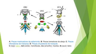 A. Piezas masticadoras de saltamonte. B. Piezas lamedoras de abeja. C. Piezas
sifonadoras de mariposa. D. Piezas chupadoras de mosquito.
lr (rojo): labro, md (verde): mandíbulas, mx (amarillo): maxilas, lb (azul): labio.
 