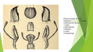 Piezas bucales de una
langosta (Orthoptera), piezas
masticatorias típicas:
1 Labro
2 Mandíbulas;
3 Maxilas
4 Labio
5 Hipofaringe.
 