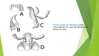 Piezas bucales de Coleoptera (Lebia
chlorocephala). A. Labro. B. Mandíbula. C.
Maxila. D. Labio.
 