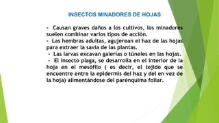 INSECTOS MINADORES DE HOJAS
- Causan graves daños a los cultivos, los minadores
suelen combinar varios tipos de acción.
- Las hembras adultas, agujerean el haz de las hojas
para extraer la savia de las plantas.
- Las larvas excavan galerías o túneles en las hojas.
- El insecto plaga, se desarrolla en el interior de la
hoja en el mesófilo ( es decir, el tejido que se
encuentre entre la epidermis del haz y del en vez de
la hoja) alimentándose del parénquima foliar.
 