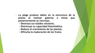 - La plaga produce daños en la estructura de la
planta al realizar galerías o minas que
posteriormente se necrosan.
- Destroza sus tejidos celulares.
- Disminuye su capacidad fotosintética.
- Reduce el crecimiento de las plantas.
- Dificulta la maduración de los frutos.
 