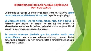 IDENTIFICACIÓN DE LAS PLAGAS AGRÍCOLAS
POR SUS DAÑOS
Cuando no se realiza un monitoreo regular en los cultivos, suele
detectarse antes el daño en los cultivos, que la propia plaga.
Se descubren daños en las hojas, tallos, raíz, flor o fruto, o
residuos que dejan las plagas en los lugares donde se
alimentaron, en forma de maleza, gránulos, material parecido al
aserrín o excrementos oscuros húmedos.
Se pueden observar también que las plantas están poco
desarrolladas, no crecen adecuadamente, tienen hojas
deformes o dañadas, se ven amarillentas o simplemente se ven
marchitas o caídas.
 
