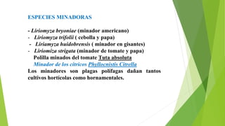 ESPECIES MINADORAS
- Liriomyza bryoniae (minador americano)
- Liriomyza trifolii ( cebolla y papa)
- Liriamyza huidobrensis ( minador en gisantes)
- Liriomiza strigata (minador de tomate y papa)
Polilla minados del tomate Tuta absoluta
Minador de los citricos Phyllocnistis Citrella
Los minadores son plagas polífagas dañan tantos
cultivos hortícolas como hornamentales.
 