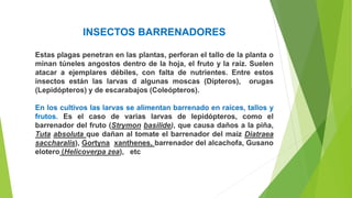 INSECTOS BARRENADORES
Estas plagas penetran en las plantas, perforan el tallo de la planta o
minan túneles angostos dentro de la hoja, el fruto y la raíz. Suelen
atacar a ejemplares débiles, con falta de nutrientes. Entre estos
insectos están las larvas d algunas moscas (Dípteros), orugas
(Lepidópteros) y de escarabajos (Coleópteros).
En los cultivos las larvas se alimentan barrenado en raíces, tallos y
frutos. Es el caso de varias larvas de lepidópteros, como el
barrenador del fruto (Strymon basilide), que causa daños a la piña,
Tuta absoluta que dañan al tomate el barrenador del maíz Diatraea
saccharalis), Gortyna xanthenes, barrenador del alcachofa, Gusano
elotero (Helicoverpa zea), etc
 