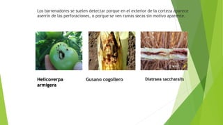 Los barrenadores se suelen detectar porque en el exterior de la corteza aparece
aserrín de las perforaciones, o porque se ven ramas secas sin motivo aparente.
Helicoverpa
armígera
Gusano cogollero Diatraea saccharalis
 