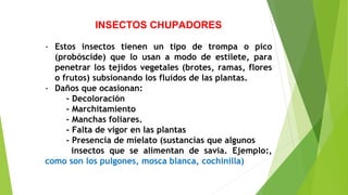 INSECTOS CHUPADORES
- Estos insectos tienen un tipo de trompa o pico
(probóscide) que lo usan a modo de estilete, para
penetrar los tejidos vegetales (brotes, ramas, flores
o frutos) subsionando los fluídos de las plantas.
- Daños que ocasionan:
- Decoloración
- Marchitamiento
- Manchas foliares.
- Falta de vigor en las plantas
- Presencia de mielato (sustancias que algunos
insectos que se alimentan de savia. Ejemplo:,
como son los pulgones, mosca blanca, cochinilla)
 