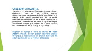 Chupador en esponja.
Las piezas bucales que conforman este aparato bucal,
denominado prosbocide. han sufrido notables
transformaciones. Han desaparecido las mandíbulas, y las
maxilas están apenas representadas por los palpos
maxilares que se encuentran en la región anterior de la
prosbocide llamada rostro. Al rostro le sigue otra región
denominada haustelo que presenta en la parte superior
una ranura cerrada por el labro y la hipofaringe.
chupador en esponja es típico de adultos del orden
Díptera (moscas), si bien pueden observarse algunas
diferencias o modificaciones en diversos individuos del
orden relacionadas con su régimen alimentario.
 