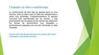 Chupador en sifón o espiritrompa
La conformación de este tipo de aparato bucal es muy
sencilla, tanto el labro como el labio han desaparecido o
están muy atrofiados. Fundamentalmente el aparato
funcional está representado por las maxilas, y más
precisamente por las galeas de las maxilas que adquieren
las formas de semicilindros muy alargados y
perfectamente adosados uno con otro formando un tubo
chupador.
Poseen este tipo de aparato bucal los adultos del orden
Lepidoptera (mariposas polillas).
 