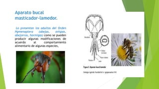 Aparato bucal
masticador-lamedor.
Lo presentan los adultos del Orden
Hymenoptera (abejas, avispas,
abejorros, hormigas) como se pueden
producir algunas modificaciones de
acuerdo al comportamiento
alimentario de algunas especies,
 