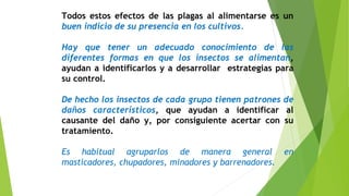 Todos estos efectos de las plagas al alimentarse es un
buen indicio de su presencia en los cultivos.
Hay que tener un adecuado conocimiento de las
diferentes formas en que los insectos se alimentan,
ayudan a identificarlos y a desarrollar estrategias para
su control.
De hecho los insectos de cada grupo tienen patrones de
daños característicos, que ayudan a identificar al
causante del daño y, por consiguiente acertar con su
tratamiento.
Es habitual agruparlos de manera general en
masticadores, chupadores, minadores y barrenadores.
 