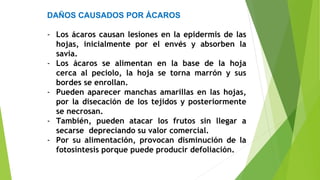 DAÑOS CAUSADOS POR ÁCAROS
- Los ácaros causan lesiones en la epidermis de las
hojas, inicialmente por el envés y absorben la
savia.
- Los ácaros se alimentan en la base de la hoja
cerca al peciolo, la hoja se torna marrón y sus
bordes se enrollan.
- Pueden aparecer manchas amarillas en las hojas,
por la disecación de los tejidos y posteriormente
se necrosan.
- También, pueden atacar los frutos sin llegar a
secarse depreciando su valor comercial.
- Por su alimentación, provocan disminución de la
fotosíntesis porque puede producir defoliación.
 