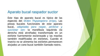 Aparato bucal raspador suctor
Este tipo de aparato bucal es típico de las
especies del Orden Thysanoptera (trips). Las
piezas bucales funcionales de este aparato
bucal, adaptadas para raspar, perforar y
succionar son: la mandíbula izquierda (la
derecha está atrofiada) transformada en un
estilete fuertemente esclerosado y las maxilas
también modificadas en estiletes. Cuando el
insecto no se alimenta los estiletes permanecen
alojados un cono bucal también llamado rostro.
 