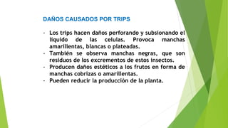 DAÑOS CAUSADOS POR TRIPS
- Los trips hacen daños perforando y subsionando el
liquido de las celulas. Provoca manchas
amarillentas, blancas o plateadas.
- También se observa manchas negras, que son
residuos de los excrementos de estos insectos.
- Producen daños estéticos a los frutos en forma de
manchas cobrizas o amarillentas.
- Pueden reducir la producción de la planta.
 