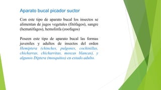 Aparato bucal picador suctor
Con este tipo de aparato bucal los insectos se
alimentan de jugos vegetales (fitófagos), sangre
(hematófagos), hemolinfa (zoofagos)
Poseen este tipo de aparato bucal las formas
juveniles y adultos de insectos del orden
Hemiptera (chinches, pulgones, cochinillas,
chicharras, chicharritas, moscas blancas), y
algunos Diptera (mosquitos) en estado adulto.
 