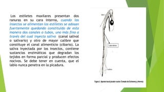 Los estiletes maxilares presentan dos
ranuras en su cara interna, cuando los
insectos se alimentan los estiletes se adosan
fuertemente quedando constituido de esta
manera dos canales o tubos, uno más fino a
través del cual inyecta saliva (canal salival
o salivario) y otro de mayor calibre que
constituye el canal alimenticio (cibario). La
saliva inyectada por los insectos, contiene
sustancias enzimáticas que degradan los
tejidos en forma parcial y producen efectos
nocivos. Se debe tener en cuenta, que el
labio nunca penetra en la picadura.
 