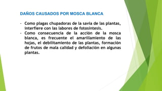 DAÑOS CAUSADOS POR MOSCA BLANCA
- Como plagas chupadoras de la savia de las plantas,
interfiere con las labores de fotosíntesis.
- Como consecuencia de la acción de la mosca
blanca, es frecuente el amarillamiento de las
hojas, el debilitamiento de las plantas, formación
de frutos de mala calidad y defoliación en algunas
plantas.
 