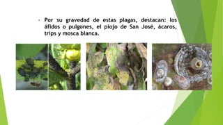 - Por su gravedad de estas plagas, destacan: los
áfidos o pulgones, el piojo de San José, ácaros,
trips y mosca blanca.
 