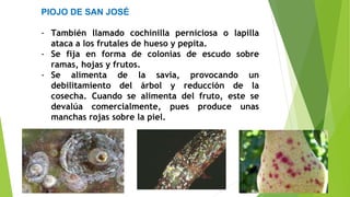 PIOJO DE SAN JOSÉ
- También llamado cochinilla perniciosa o lapilla
ataca a los frutales de hueso y pepita.
- Se fija en forma de colonias de escudo sobre
ramas, hojas y frutos.
- Se alimenta de la savia, provocando un
debilitamiento del árbol y reducción de la
cosecha. Cuando se alimenta del fruto, este se
devalúa comercialmente, pues produce unas
manchas rojas sobre la piel.
 