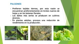 PULGONES
- Prefieren tejidos tiernos, por esta razón se
encuentran preferentemente en brotes nuevos de
hojas y en los botones florales.
- Los daños más serios se producen en cultivos
jóvenes.
- En plantas adultas, provoca una reducción de
rendimiento en la producción.
 