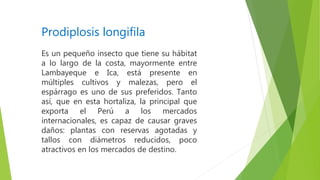 Prodiplosis longifila
Es un pequeño insecto que tiene su hábitat
a lo largo de la costa, mayormente entre
Lambayeque e Ica, está presente en
múltiples cultivos y malezas, pero el
espárrago es uno de sus preferidos. Tanto
así, que en esta hortaliza, la principal que
exporta el Perú a los mercados
internacionales, es capaz de causar graves
daños: plantas con reservas agotadas y
tallos con diámetros reducidos, poco
atractivos en los mercados de destino.
 
