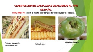 CLASIFICACION DE LAS PLAGAS DE ACUERDO AL TIPO
DE DAÑO.
DAÑO DIRECTO: Cuando el insecto daña el órgano del cultivo que se va a cosechar.
Heliothis zea
Chlorideavirescens
Diatraea saccharalis
Barrenador detallo
 