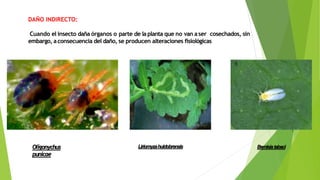 DAÑO INDIRECTO:
Cuando el insecto daña órganos o parte de laplanta que no van aser cosechados, sin
embargo, aconsecuencia del daño, se producen alteraciones fisiológicas
Oligonychus
punicae
Liriomyzahuidobrensis Bemisiatabaci
 