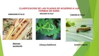 CLASIFICACION DE LAS PLAGAS DE ACUERDO A LAS
FORMAS DE DAÑO.
Diatraea
saccharalis
Liriomyzahuidobrensis Spodopterafrugiperda
BARRENADORESDE T
ALLOS MINADORES DE HOJA
COMEDORESDE FOLLAJE
 