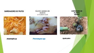 BARRENADORES DE FRUTOS MASTICADORES DE
RAÍCES
O TUBÉRCULOS
CORTADORESDE
PLANTAS
TIERNAS
Anastrepha sp Prennotrypes spp Agrotisipsilon
 