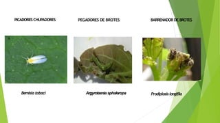 PICADORESCHUPADORES PEGADORES DE BROTES BARRENADORDE BROTES
Bemisia tabaci Argyrotaenia sphaleropa Prodiplosislongifila
 