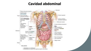 Sesion 23 Anatomía del Abdomen y fisiología.pdf