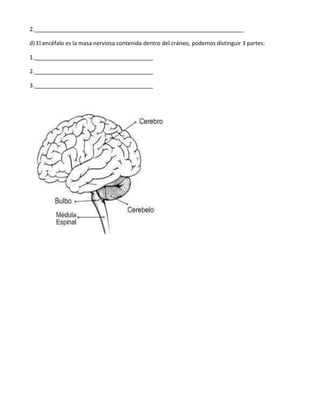 2.___________________________________________________________________

d) El encéfalo es la masa nerviosa contenida dentro del cráneo, podemos distinguir 3 partes:

1.______________________________________

2.______________________________________

3.______________________________________
 