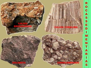 R
O
C
A
S
S
E
D
I
M
E
N
T
A
R
I
A
S
CALIZA
BRIOZOARIOS CALIZA CORALINA
CONGLOMERADO
DOLOMITA
 