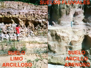 SUELOS FLUVIALES
SUELO
ARCILLO
ARENOSO
SUELO
LIMO
ARCILLOSO
 
