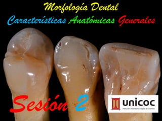 Sesión 2
Morfología Dental
Características Anatómicas Generales
 