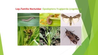 Lep.Familia Noctuidae :Spodoptera frugiperda (cogollero)
 