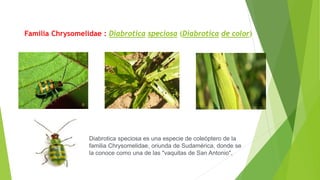 Familia Chrysomelidae : Diabrotica speciosa (Diabrotica de color)
Diabrotica speciosa es una especie de coleóptero de la
familia Chrysomelidae, oriunda de Sudamérica, donde se
la conoce como una de las "vaquitas de San Antonio", ​
 