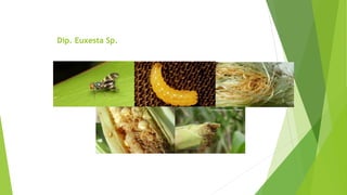 Dip. Euxesta Sp.
 