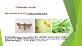Cultivo de tomate
Lep. Familia Noctuida: Copitarcia decolora
BIOLOGÍA DE Copitarsia decolora (LEPIDOPTERA: NOCTUIDAE: CUCULLIINAE), EN FLORES
CULTIVADAS DEL HÍBRIDO COMERCIAL DE Alstroemeria spp. Copitarsia decolora Guenée es
considerada una plaga en cultivos de flores de exportación.
 