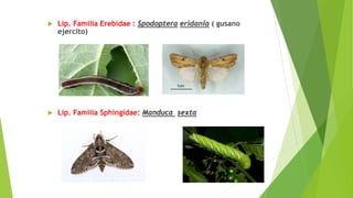  Lip. Familia Erebidae : Spodoptera eridania ( gusano
ejercito)
 Lip. Familia Sphingidae: Manduca sexta
 